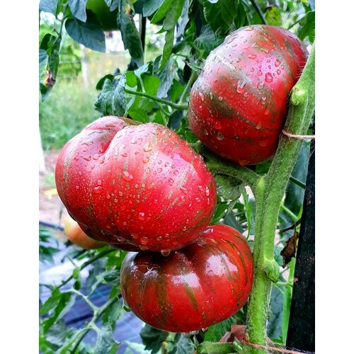 ������ ������ ������ ������ ������ ���-��� ������� (Berkeley Tie Dye Pink) / Seeds And Goods / � �������� zip-lock ��� ���������� 10 ����� ����