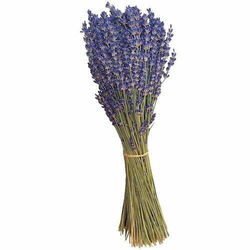 ������ ������ ������� �������� ����� ����