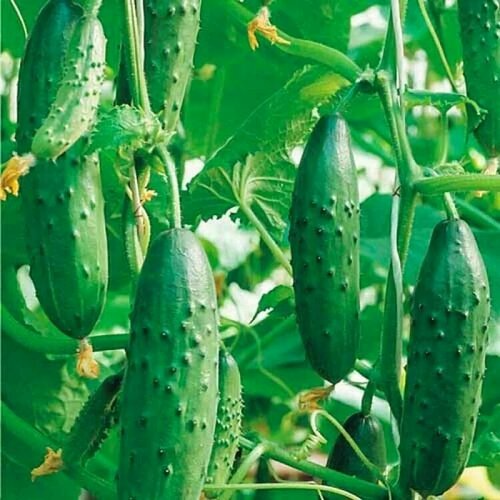 ������ ������ ������������� ������ ������ ����� F1 ����