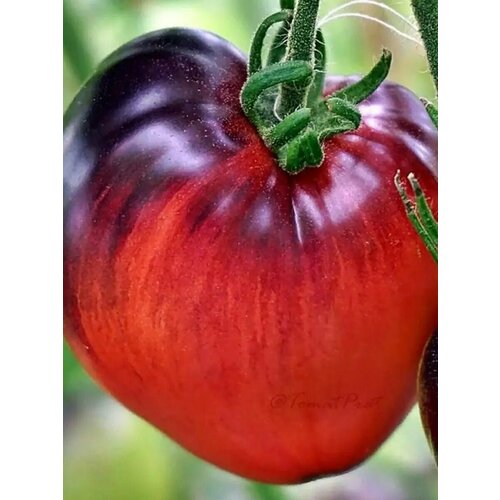 ������ ������ ������������� ������ ������ ׸���� ����� ����