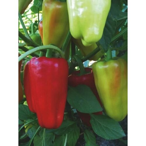 ������ ������ ������������� ������ ����� �������� ������ F1 ����