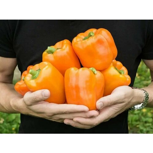 ������ ������ ������������� ������ ����� �������� ����� F1 ����