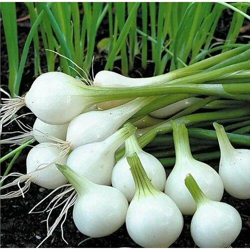 ������ ������ ������������� ������ ���� �� ������ ������ ����