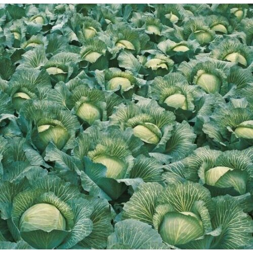 ������ ������ ������������� ������ ������� �/� ������� F1 ����