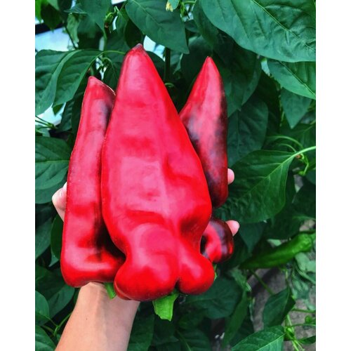 ������ ������ ������������� ������ ����� �������� �������� ����� ����