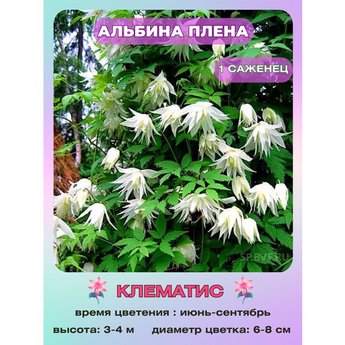 ������ ������ �������� ������� ����� ����