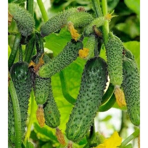 ������ ������ ������������� ������ ������ �������� F1 ����