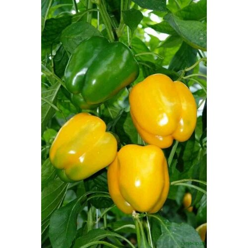 ������ ������ ������������� ������ ����� �������� ������� ����� ����