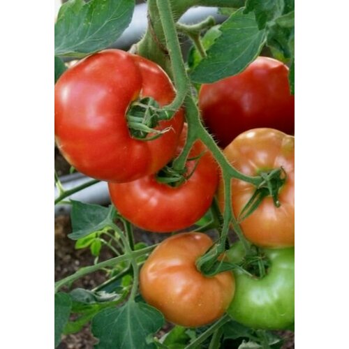 ������ ������ ������������� ������ ������ �������� ���� �� ���������� ����