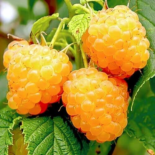 ������ ������ ������ ������������ ������ ������ ����