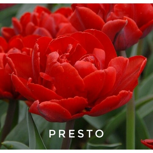    ,   PRESTO (5 )   -     , -,   