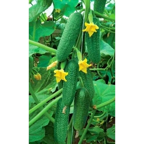 ������ ������ ������������� ������ ������ ����� F1 ����