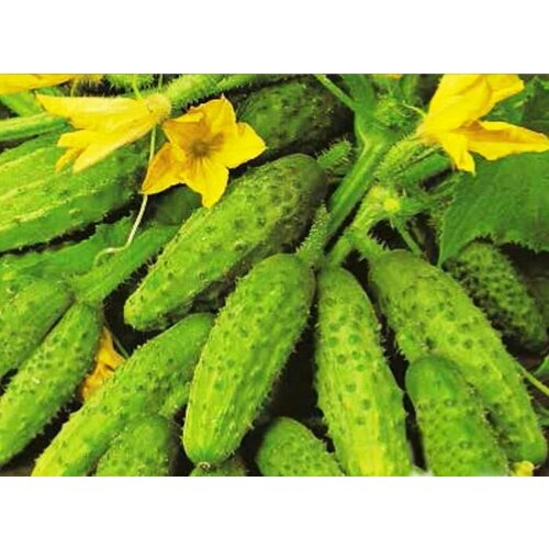 ������ ������ ������������� ������ ������ ���������� F1 ����