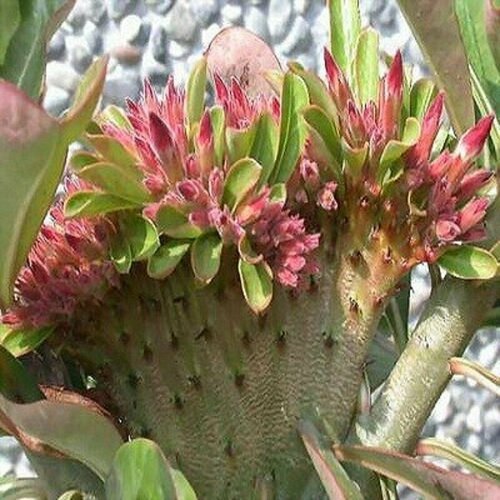  , Adenium Obesum Desert Rose Red Flabellate,  ,    -     , -,   