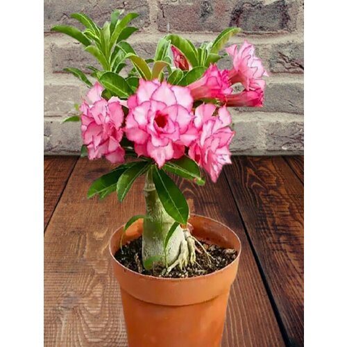 ������ ������ ������� Rainbow Diamond, �������� ���������, ������ ����