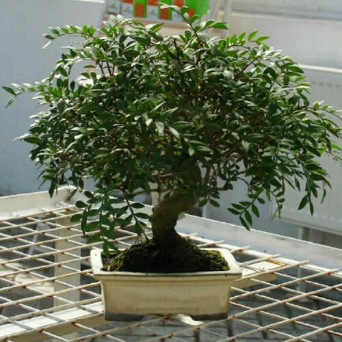 ������ ������ �������� ���������, ������ ����