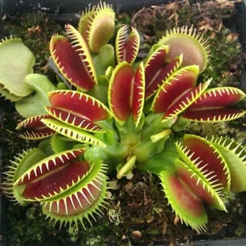 ������ ������ ������ �������� ��������� 9 ��, Dionaea muscipula, ������ ��������, ������� ��� ��� ����
