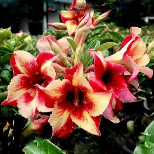 ������ ������ �������, Adenium Obesum Desert Rose King fragrant star, ������ ��������� ������, ������ ����