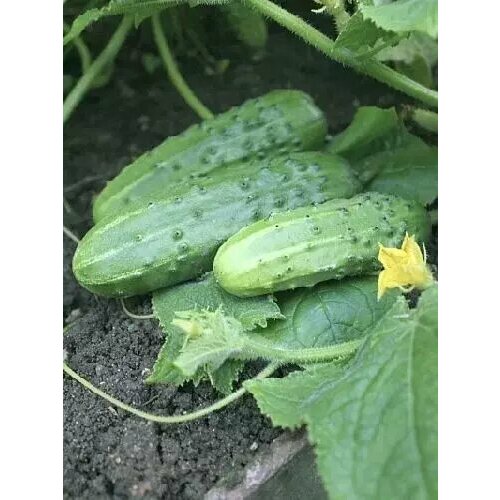 ������ ������ ������ ����� F1, ������ ����� 1� ����