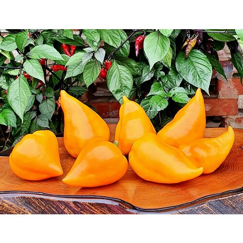 ������ ������ ������ ����� ������� ���� ��������� (Lesya Orange) / Seeds And Goods / � �������� zip-lock ��� ���������� 15 ����� ����