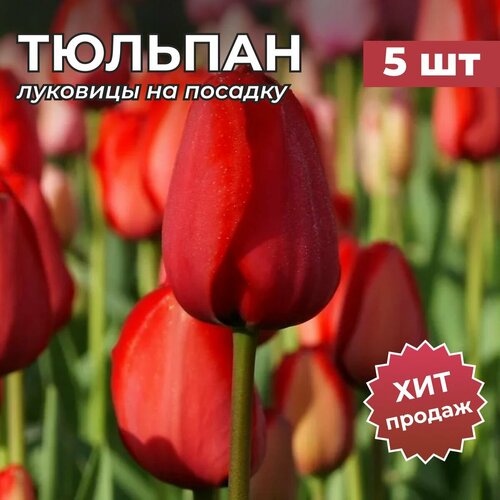 ������ ������ �������� �������� �� ������� 