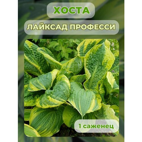 ������ ������ ����� �������, ����� ��������� 1 ����� ����