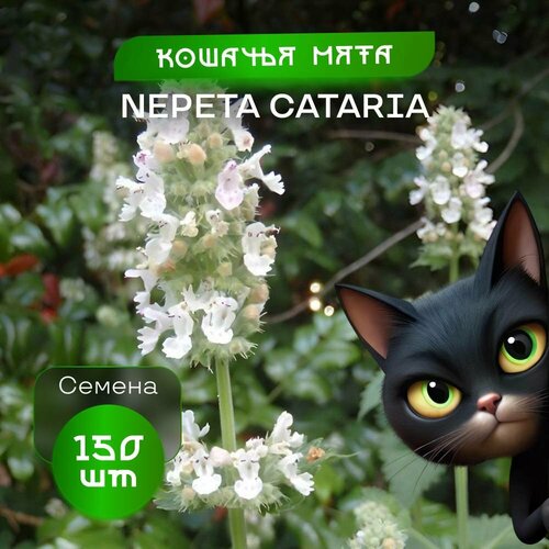    , 150 ,  Nepeta   -     , -,   