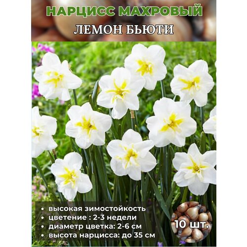 ������ ������ ������� ��������, �������� 10 ���� ����