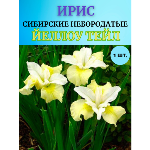 ������ ������ ���� �������� ������ ����, ����������� ����� ����