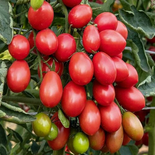 ������ ������ ����� F1 ����� ������� 5 ���� ����� ������� ������ ����