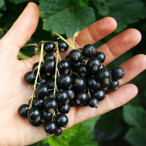 ������ ������ ��������� ������ �����, ������, 20 �� ����