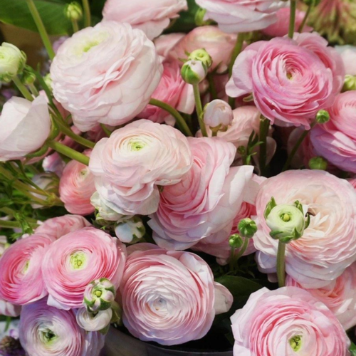 ������ ������ �������� ������, �hipollino flowers, ���������� PINK (10 �������) ����