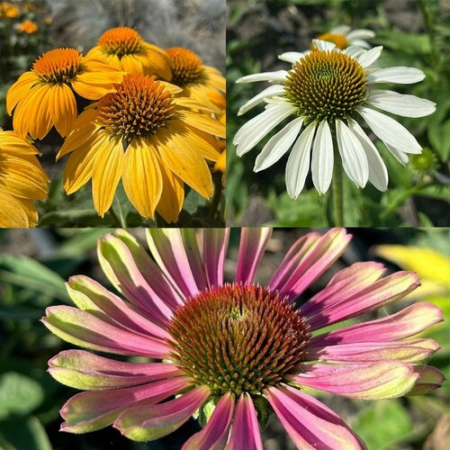 ������ ������ ��������, ����� ����� �����, ���� �������, �������� ������ ����