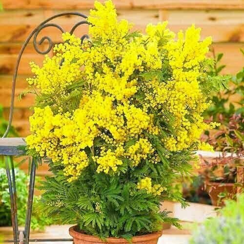     () Acacia dealbata (20 )   -     , -,   