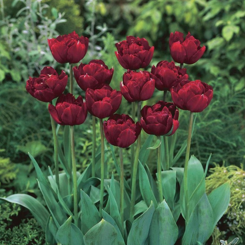 ������ ������ �������� �������� UNCLE TOM ( 5 �� ) ����