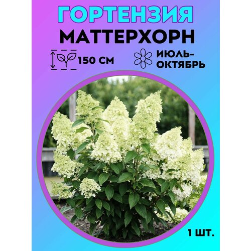 ������ ������ ��������� �����������, ������� 1 ����� ����