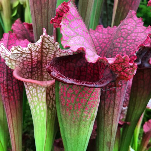     3,   (Sarracenia) 