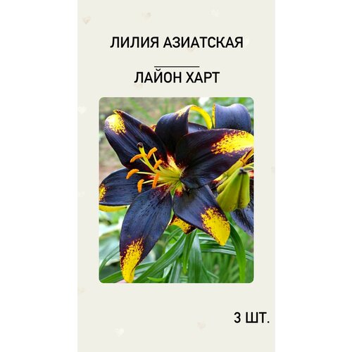 ������ ������ �����, �������� ����������� ������ ����