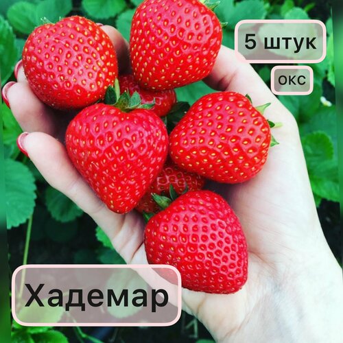 ������ ������ �������� ������������ ������� 5 ���� ��� ����