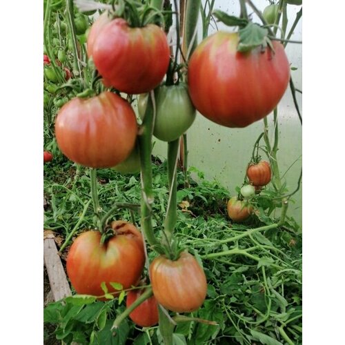 ������ ������ ������������� ������ ������ �������� ����� ������ ����