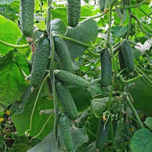 ������ ������ ������������� ������ ������ ��������� ����� F1 ����