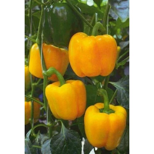 ������ ������ ������������� ������ ����� �������� ��������� F1 ����