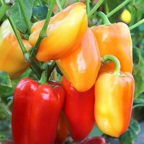 ������ ������ ������������� ������ ����� �������� ����� F1 ����