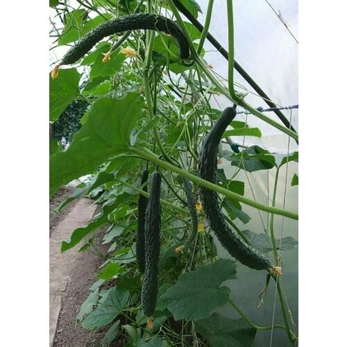 ������ ������ ������������� ������ ������ ��������� ���� ����