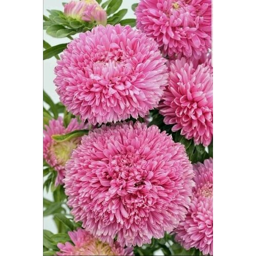 ������ ������ ����� ������ �������, ����� ������� ������ ����������, �������� �� ���������� ������������� �����, 30 ����� ����