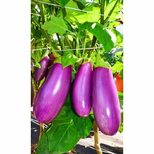 ������ ������ ������ �������� ��������� (��) 20�� �/� ����