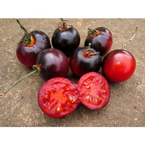 ������ ������ ������������� ������ ������ ���� �����-�������� ����