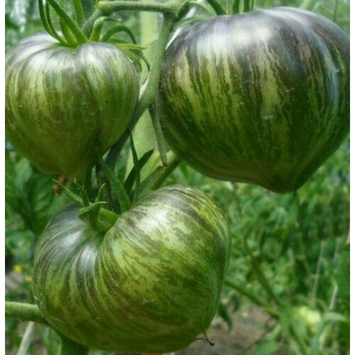 ������ ������ ������������� ������ ������ �������� ������� ����������� VT 16 ����