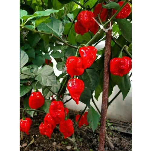 ������ ������ ������������� ������ ����� ������ �������� ����� ����