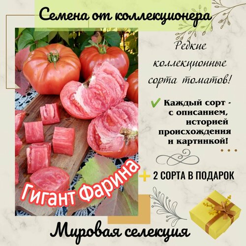 ������ ������ ����� ������ ������, ����������� ��������, ������������� ���� ����